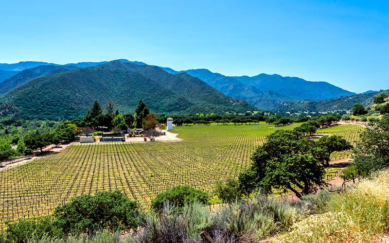 Carmel Valley Vineyard