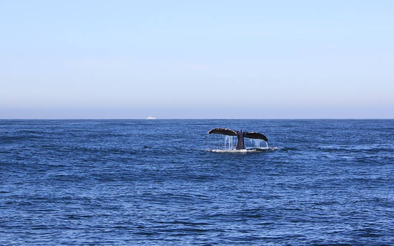 Monterey whale